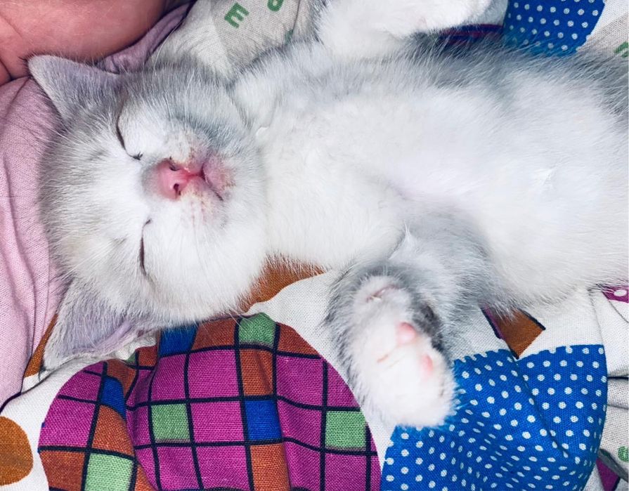 Отдам котенка в добрые руки