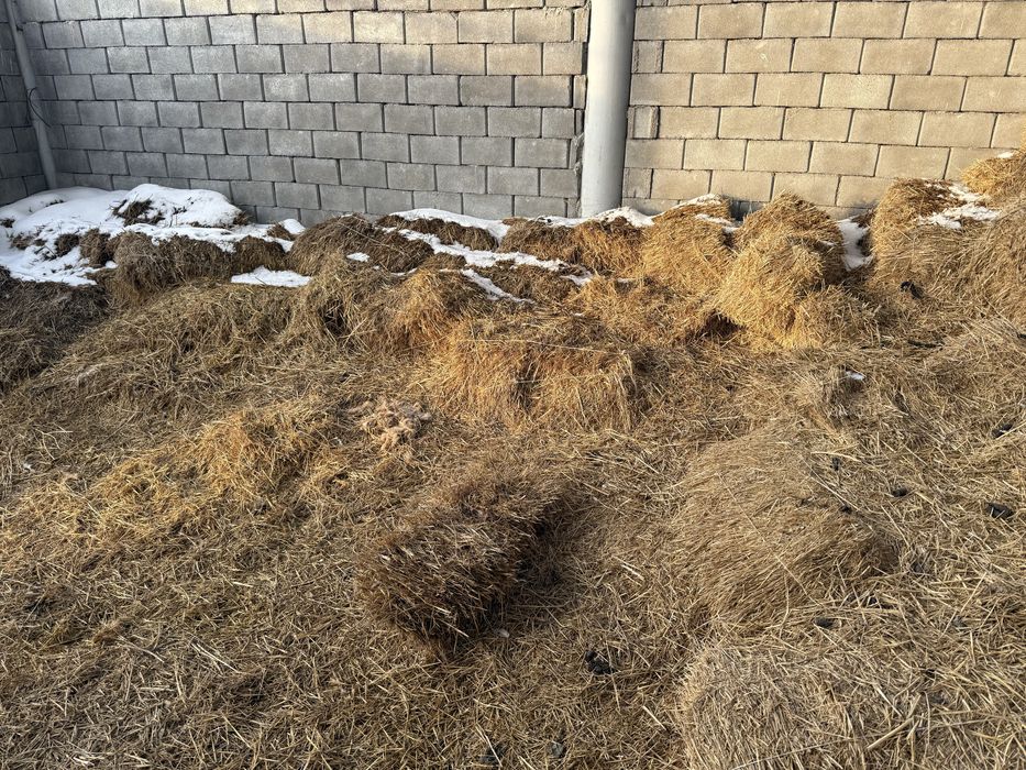 Шоп сабан арпа сабан