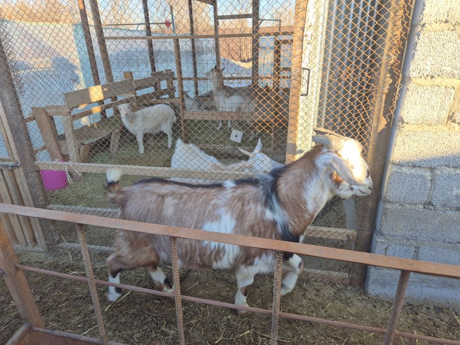 Қашыруға теке ,қошқар