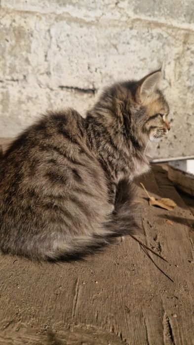 Отдам в добрые руки котенка-кошечка