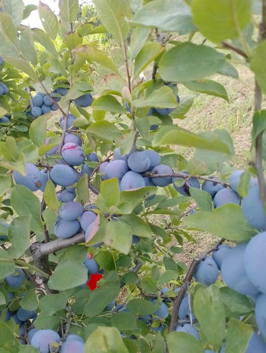 Prune de masa de vânzare