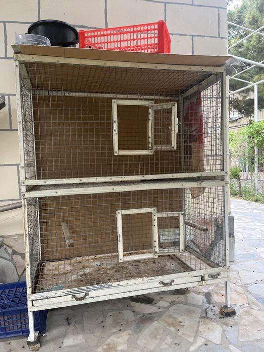 Quyon Sotiladi 1 Ogʻil 1 Qiz In alohida sotiladi