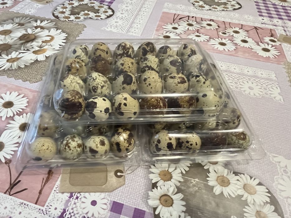 Oua de prepelita pentru incubat sau consum