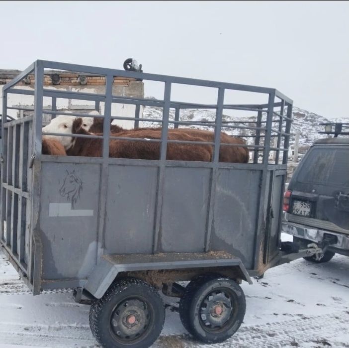 Коневозка сатамыз