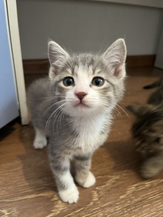 Котята, отдам в добрые руки