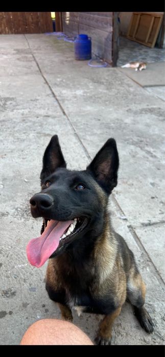 Pui lup belgian (malinois)
