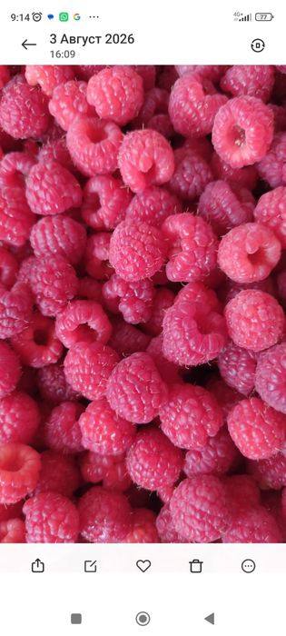 Продам малину свежая с поле