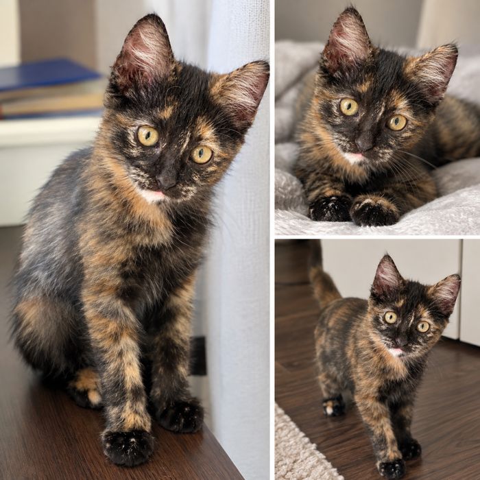 Котенок девочка бесплатно