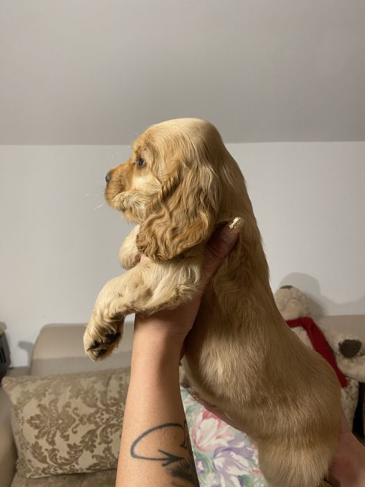Cocker Spaniel baiat
