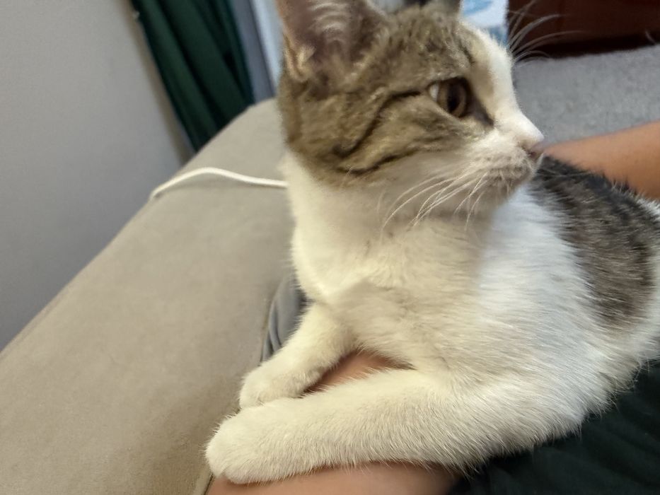 Котенок Амура в любящие руки
