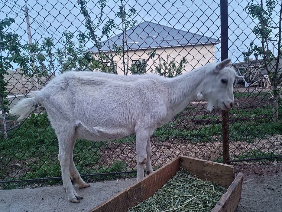 Орыс ешкілері сатылады лактармен