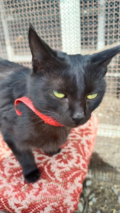 Продам котят ...