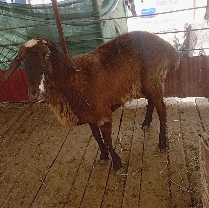 Moda qoʻy sotiladi
