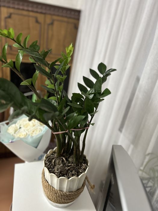 Замиокулькас, долларовое дерево.