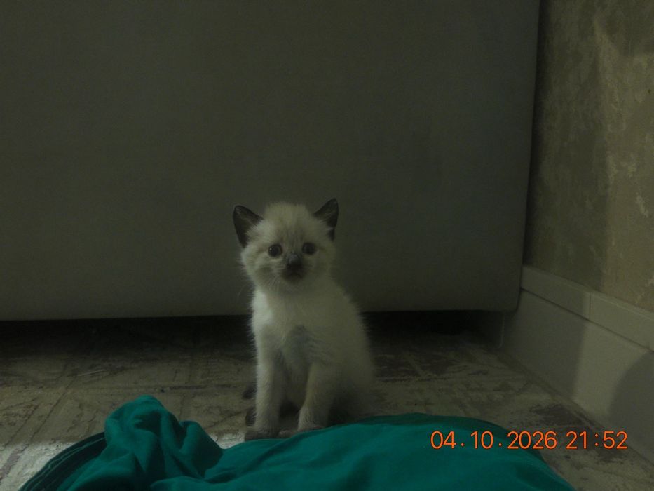 Отдам котят в хорошие руки