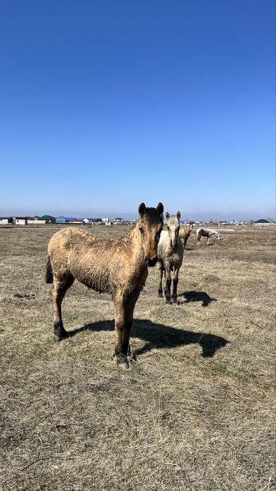 Тайлар сатылады.