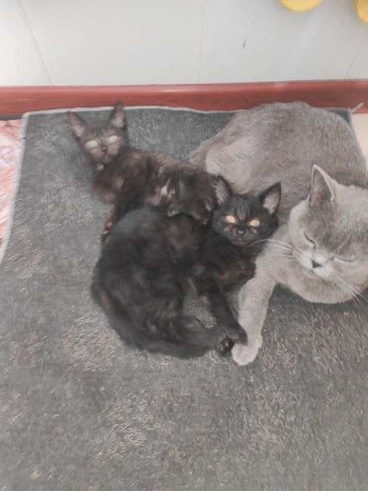 Отдам котят в добрые руки