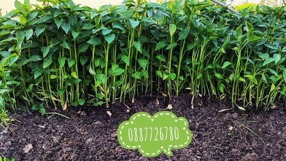 Готов разсад ранни домати краставици ягоди