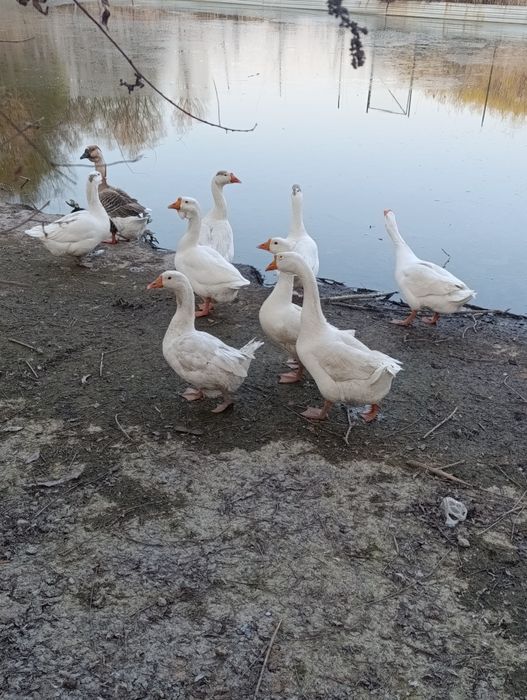 Инкубационные яйца домашних гусей