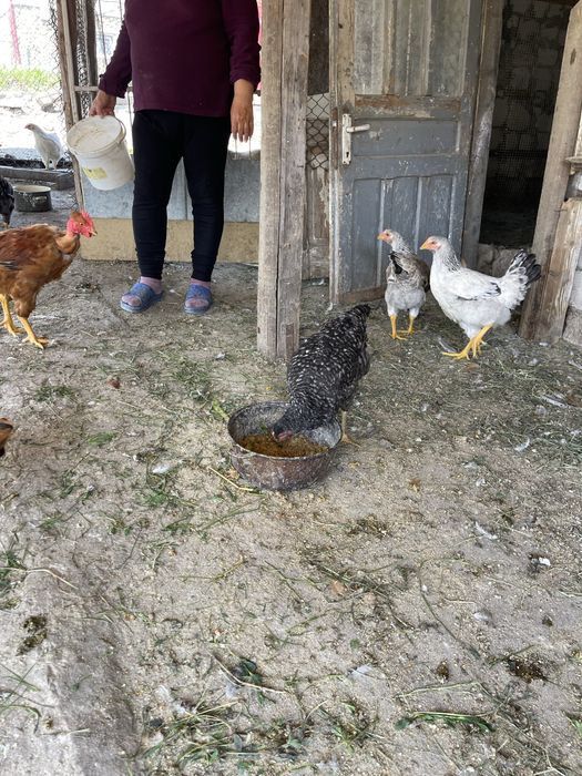 Gaini puicute. Si cocosi Tinere toate culorile.  Gat golas. Porumbițe