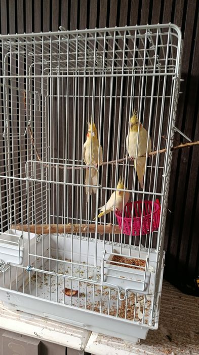 Коралловые папугаи 1 самец и 2 самки