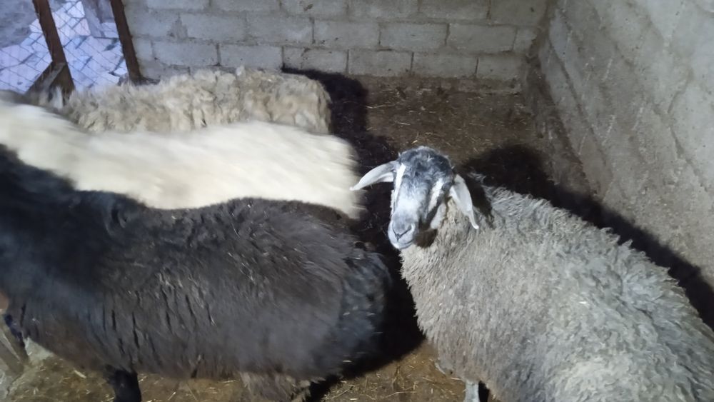 Бағылған қошқарлар сатылады