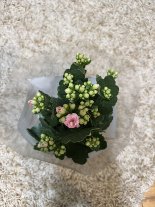 Цветя Каланхое и Антуриум