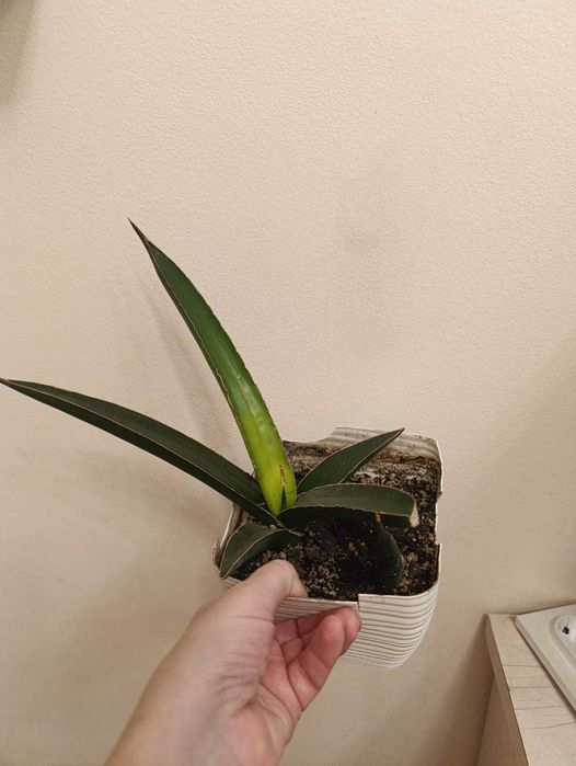 Комнатные растения распродажа, недорого.