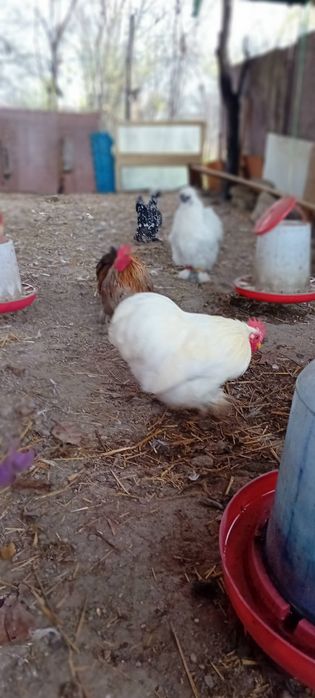 Cochinchina pitic