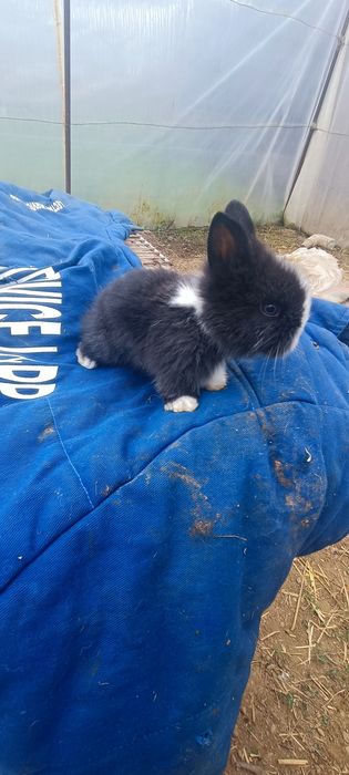 Iepurași Mini pitici Toy cap de leu