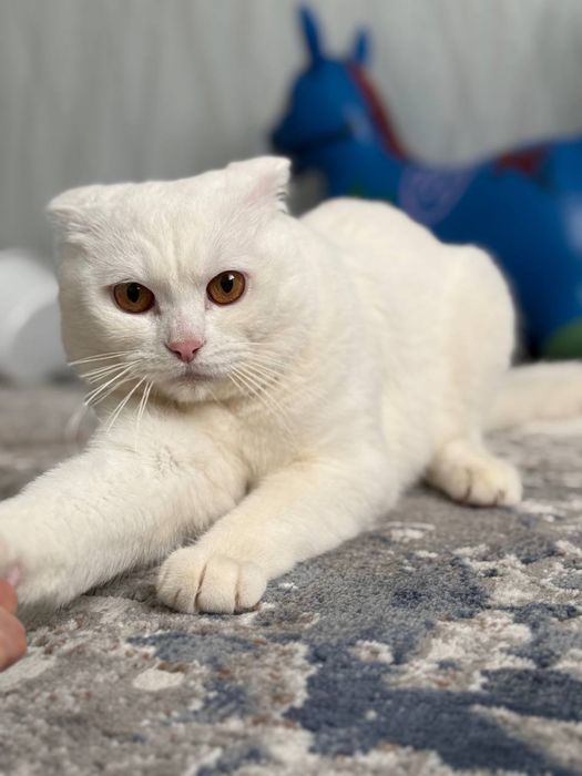 Scottish Fold oppoq rang. 1 yosh.