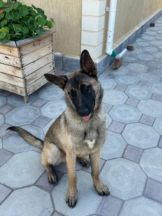 Продам малинуа девять месяцев мальчик