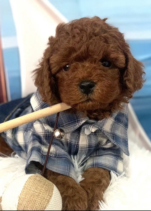 Пудел тийкъп /пудел той с родословие