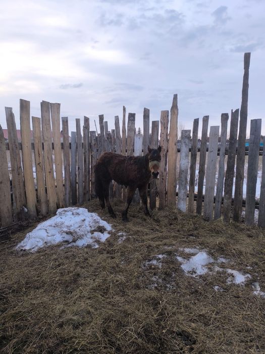 Продам жабагы еркек