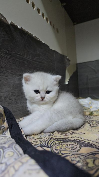 Серебристый шиншилла мальчик и девочка