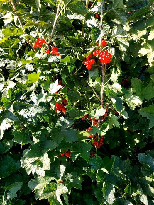 Дачный участок 5 сот, СО Ромашка