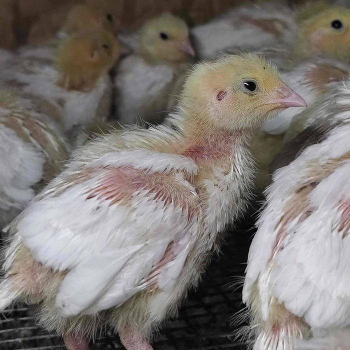 Белий гигант циплята перепёлка