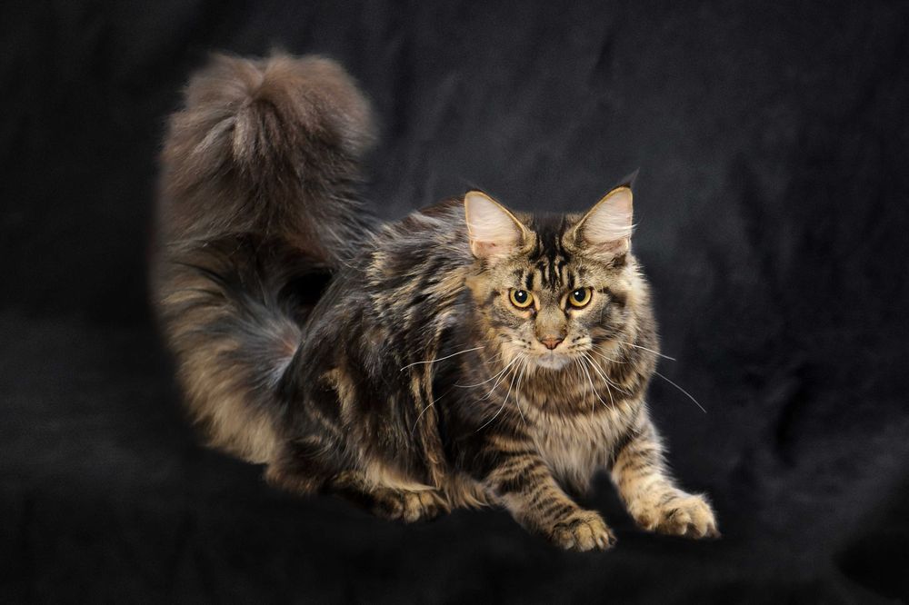 ATHENA – Maine Coon femelă f22, pedigree | www.lynxrunecode.com
