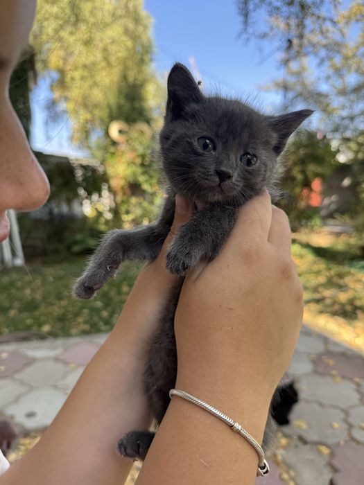 Котенок серый черный мальчик девочка