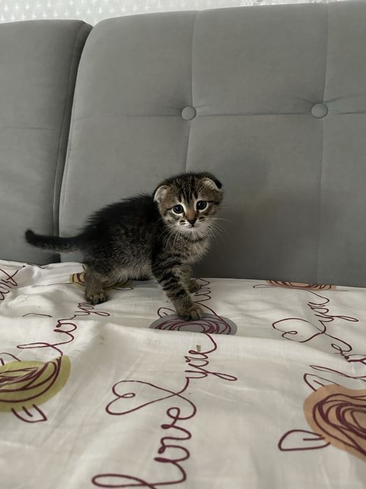 Продам котенка девочку