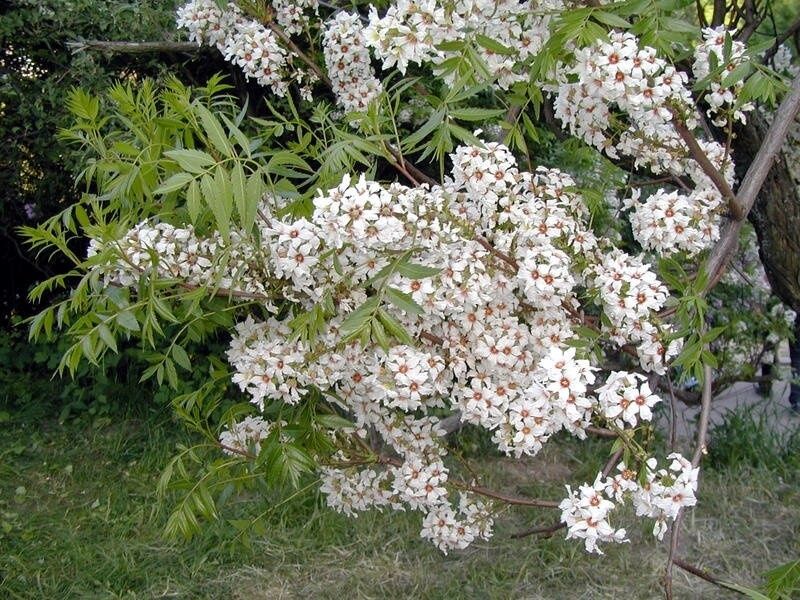 Чекалкин орех привитий