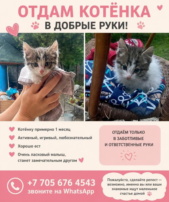 Отдам котенка в добрые руки