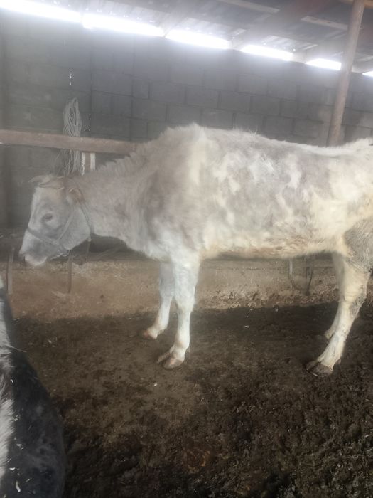 Бордақы сиырлар сатылады