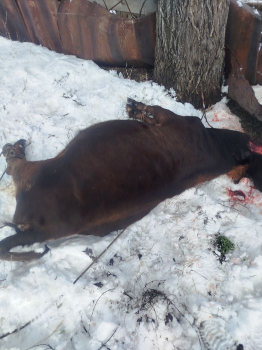 Вынужденый забой