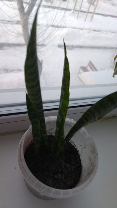 Пальма цена 2500тг