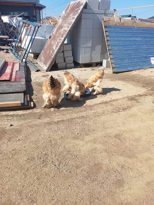 Продам кур и цыплят