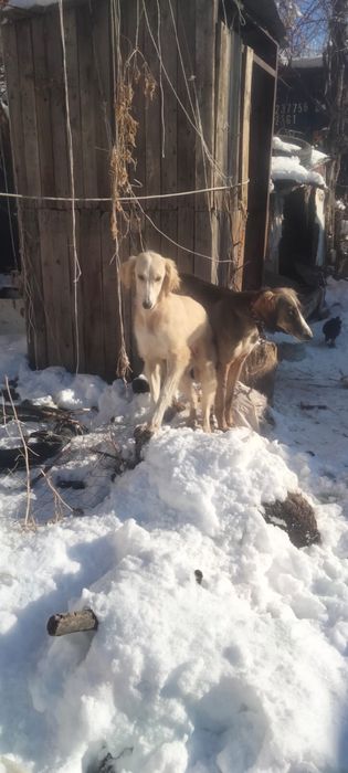 Продам тазы сучки