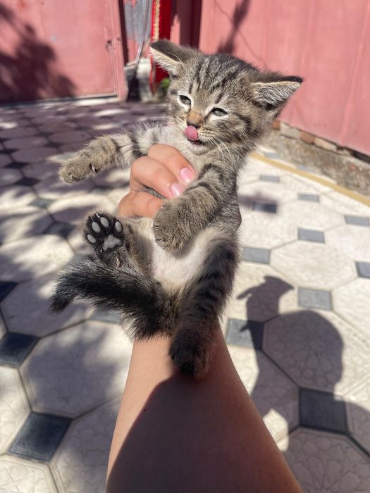 Котята маленькие