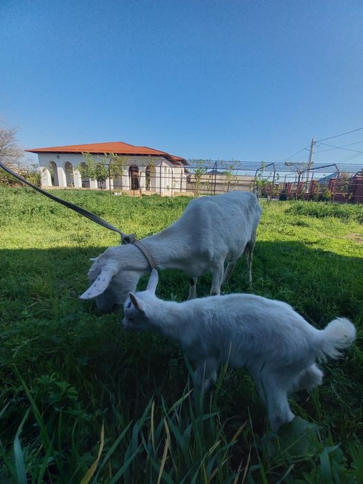 Ешкі, лақ, козы,