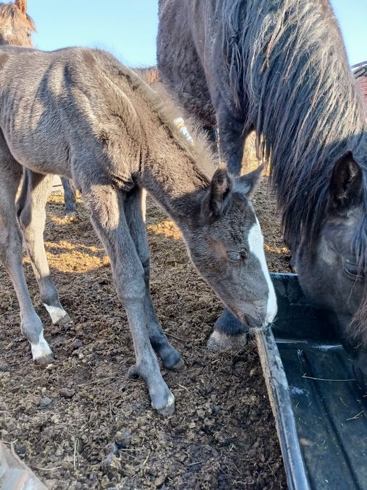 Продам Кобылу с жеребенком